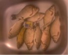 IMG0315A.jpg