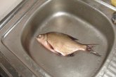 DSC00905.JPG