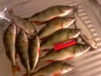 IMG0320A.jpg