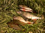 IMG0323A.jpg
