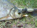 DSC00904.JPG