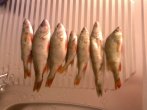 IMG0326A.jpg