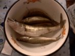 IMG0327A.jpg