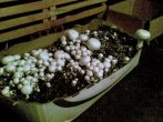 04092010-1.jpg