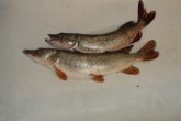 DSC00983.JPG