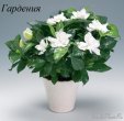 1354356329_world-plants.ru.jpg