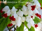Klerodendrum-Tomsona.jpg