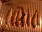 IMG0391A.jpg