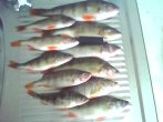 IMG0121A.jpg
