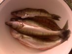IMG0395A.jpg