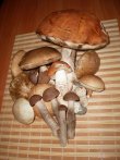 Грибы 12102011.jpg