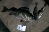20112011293_mix.jpg