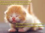 котенок.jpg