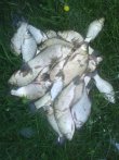 DSC00529.JPG