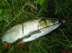 DSC00226.jpg