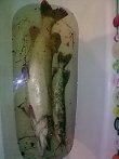 Фото0350.jpg